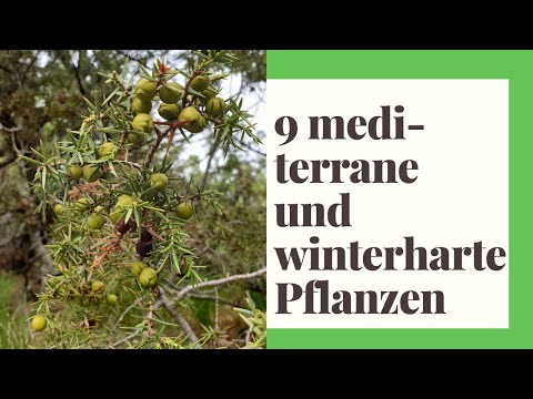 , title : '9 mediterrane und winterharte Pflanzen'