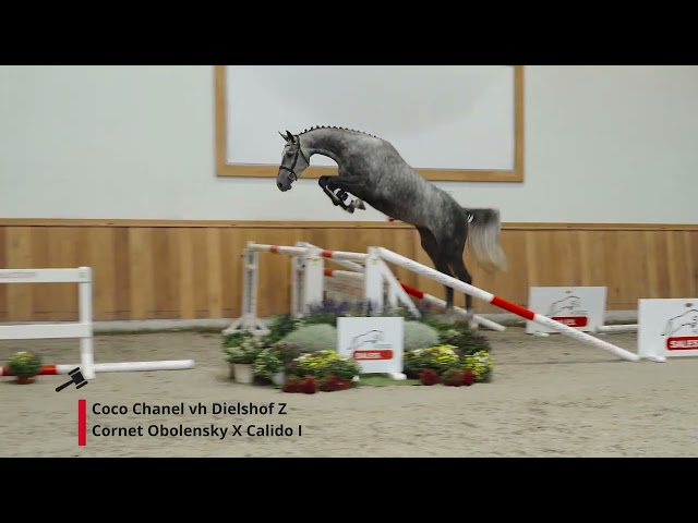 Coco Chanel v/h Dieslhof Z