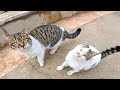 Extremely Cute Homeless Cats Living On Park They Are Hungry