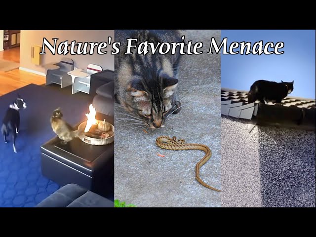 The Insane Plot Armor of Cats SDDEFAULT Thumbnail