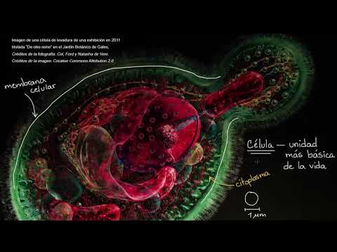 Introduction to the Cell | Khan Academy in Spanish