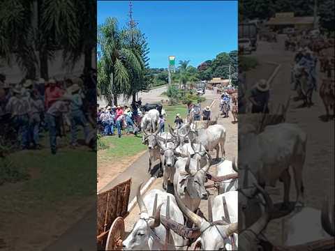 A CONCENTRAÃO DOS CARREIROS EM SÃO JOÃO DA MATA