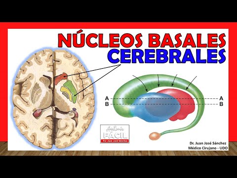 🥇 Anatomy of the BASAL GANGLIA. (Basal Nuclei) Simple Explanation!