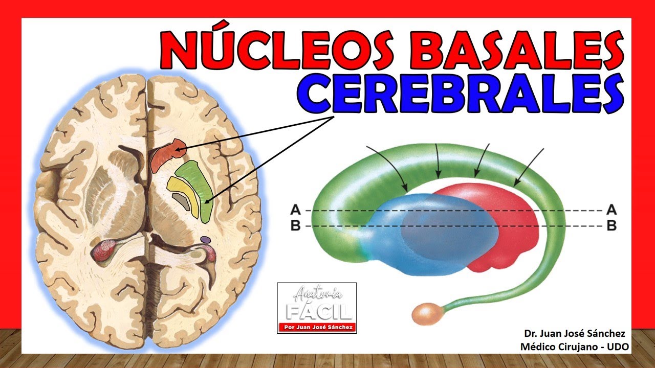 🥇 Anatomy of the BASAL GANGLIA. (Basal Nuclei) Simple Explanation!