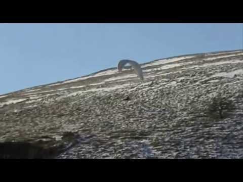 Paragliding at Shanes Hill near Larne Co Antrim