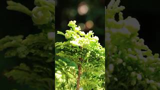 実がついた津山ヒノキ  #bonsai #盆栽 #nature #shorts #garden