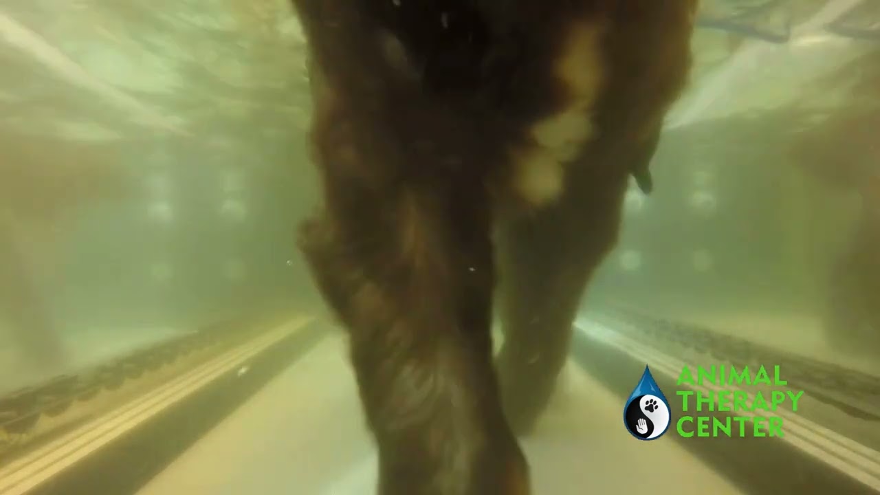 Kona doing hydrotherapy at Animal Therapy Center