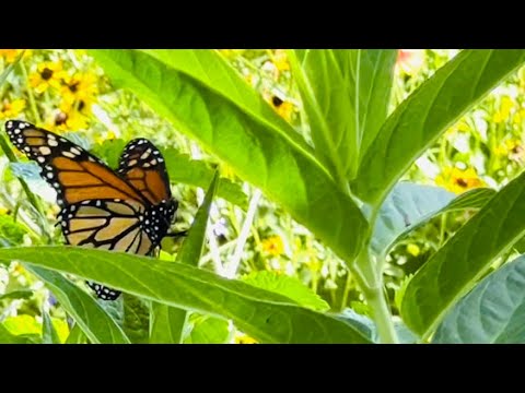 How to Transplant Milkweed | Milkweed Plant Basics