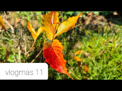 Yarnflakes Vlogmas 2021 - episode 11