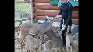 preview picture of video 'Angela's Deer Rescue: Fawns eating dinner'