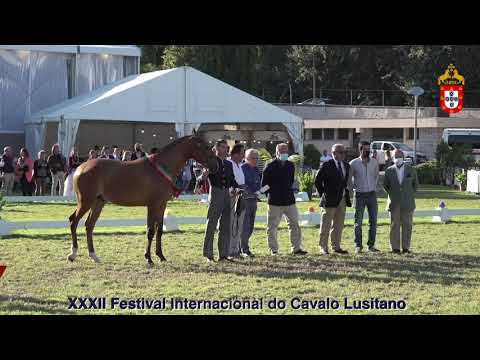 XXXII FIPSL - 210919 Modelos e Andamentos Prémios finais