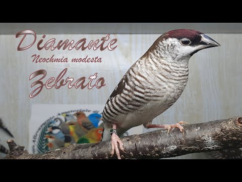 Batilda pruhovaná (Aidemosyne modesta) — video o speve a chove