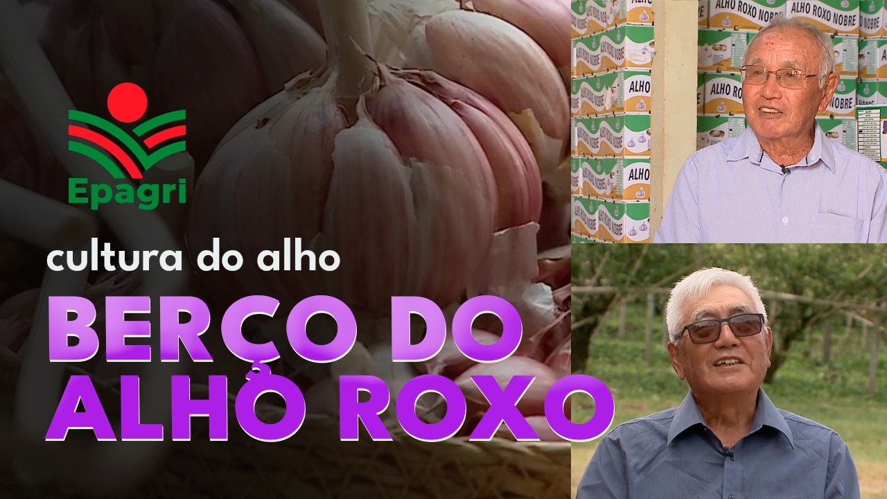 Alho Roxo do Planalto Catarinense: como tudo começou