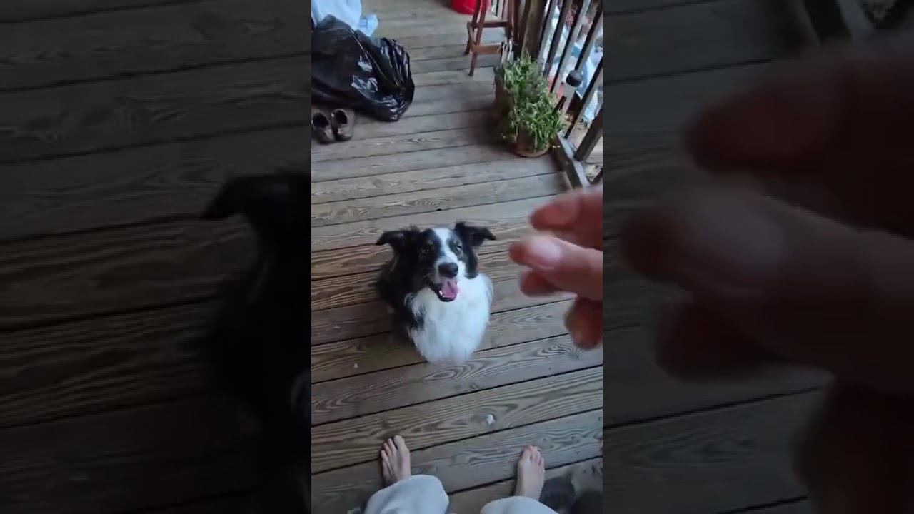 Great Barrier Reef, an adoption pending mixed breed in Manchester, VT video 4/4