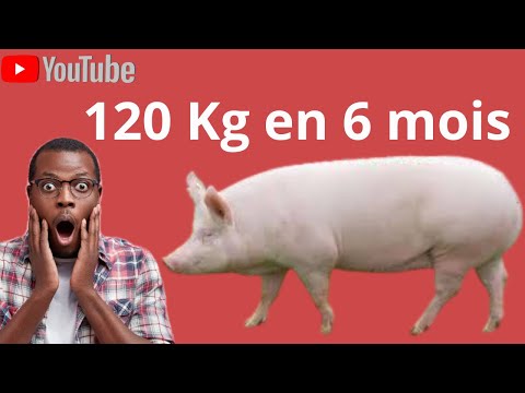 , title : 'Comment avoir des porcs de 120 Kg en seulement 6 mois'