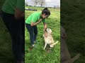 Video thumbnail 10 — Charlie the Lab - An SOS Dog