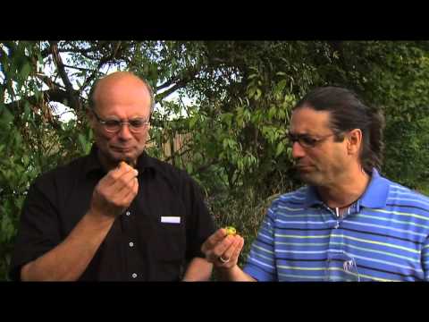 Erntezeit beim Apfelwinzer