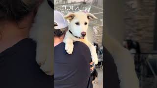 Video preview image #1 Gerberian Shepsky Puppy For Sale in Corona, CA, USA