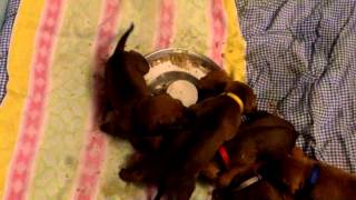 RHODESIAN RIDGEBACK PUPPIES HAVING FIRST SOLID FOOD