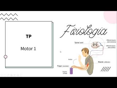 Neurofisiología - Motor 1 - UBA - MEDICINA