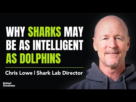 Ancient Sharks, Evolution, Cognitive Ability | Chris Lowe