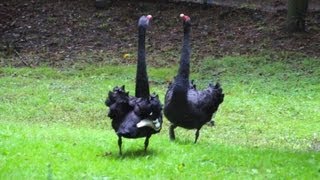 Courtship Dance of Black Swans