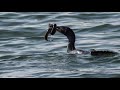 Double Crested Cormorant Eating An Eel