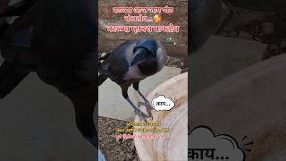 आज काळ्या जामच गोड बोलतोय 🥰|#foryou #shorts #bolnara #kavala