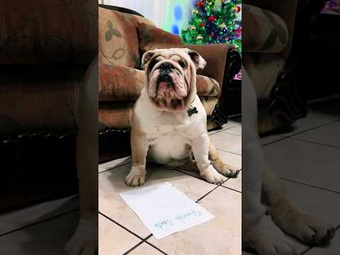 ¡Adivinen que le pedí a Santa! 🤭 #mascotas #navidad #santa #regalos #dog #bulldog