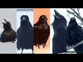Alaskan Ravens 8 5 Minutes Of Ravens In The Alaskan Cold