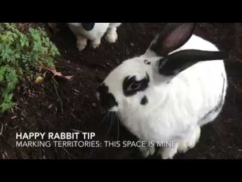 spraying marking territory movie