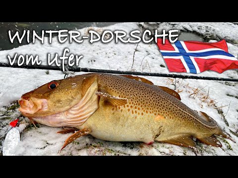DORSCHE im Winter vom Ufer mit der Spinnrute in West-Norwegen