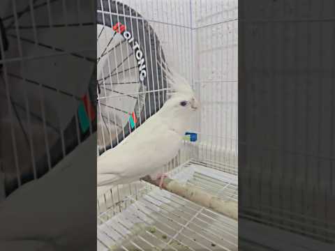 Subhanallah the best Islamic background In histOry#shortvideo#islamicstatus