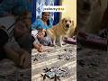 Jealousy Labra Rubi Youtubeshorts Shorts Labrador Dog Funny Cute Emotional Trending
