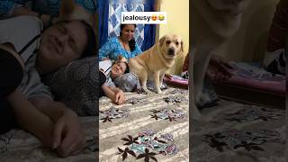 Jealousy 😂 || labra rubi || #youtubeshorts #shorts #labrador #dog #funny #cute #emotional #trending