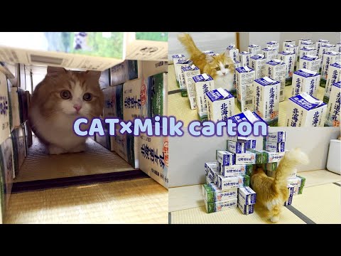 When I gave a cat a tunnel of milk carton, it stopped coming out.