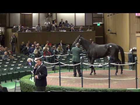 Eblouissante in the Sales Ring