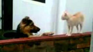 But the dog still wants to be friends. So sad.