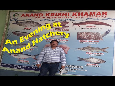 Bighead Carp video by Anand Krishi Khamar Private Limited