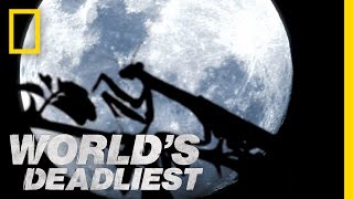 חרקים דמויי חייזרים | הקטלניים בעולם