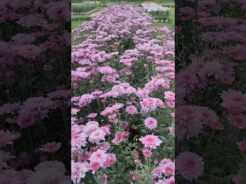 Cute & beautiful flower  🏵️🌸🌷 #youtubeshorts #flowers #shortvideo #nature #munira