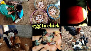 Download lagu 🥚கோழி அடை வைப்பது முதல் குஞ்சுகள் பொரிக்கும் வரை/egg to chicks🐣கோழிகளுக்கு நாங்கள் செய்யும் வேலைகள் mp3 Download lagu 🥚கோழி அடை வைப்பது முதல் குஞ்சுகள் பொரிக்கும் வரை/egg to chicks🐣கோழிகளுக்கு நாங்கள் செய்யும் வேலைகள் mp3