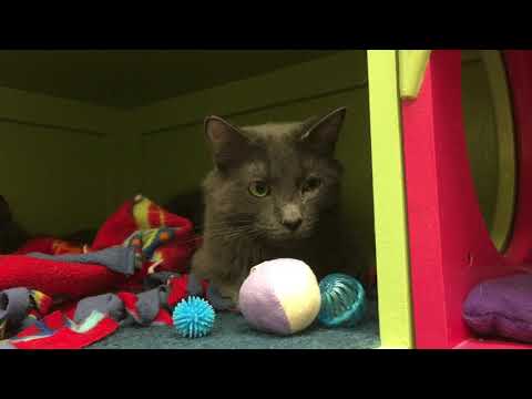 Grayson, an adoptable Domestic Long Hair in Arlington Heights, IL_image-1