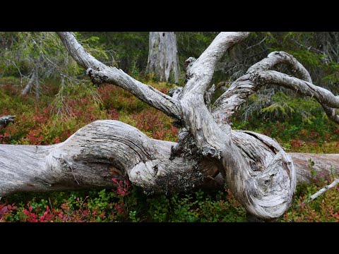 Schweden 2021 - Reivo