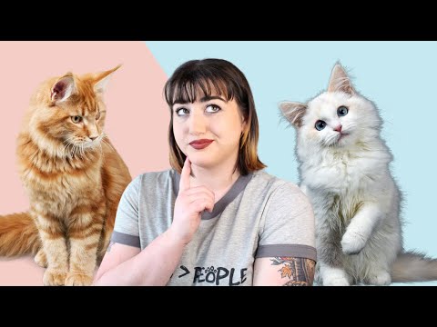 What Your Cat SHOULD Be Eating | The Nutritional Requirements of Cats