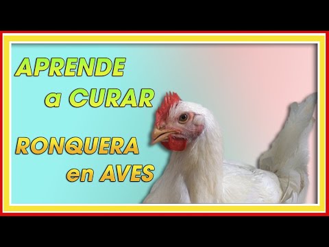 , title : 'POLLOS DE ENGORDE Cómo CURAR la  RONQUERA ǀ Ing. Jannin Hernández Blandón'