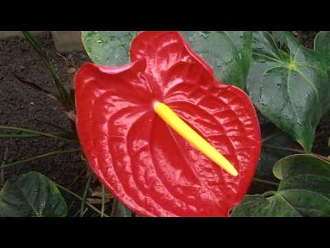 Anturio: Anthurium andreanum