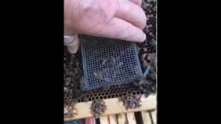 Releasing a Queen from under a home made push in cage
