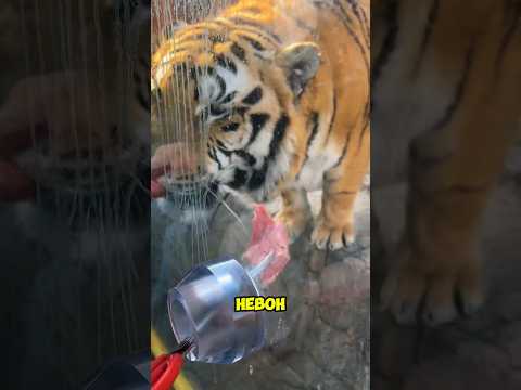 Ternyata harimau tidak suka orang berisik! 😧