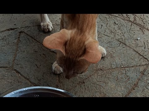 lathika 💜 is live!